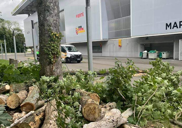 Elagage et abattage d'arbres à Lens