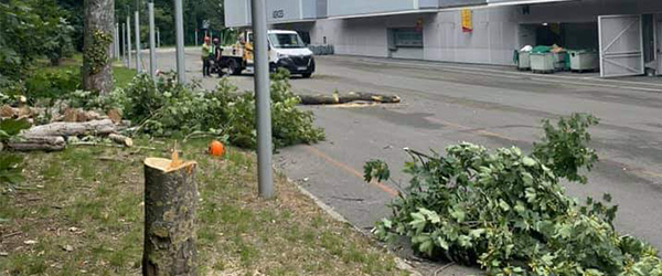 Elagage et abattage d'arbres au stade Bollaert à Lens