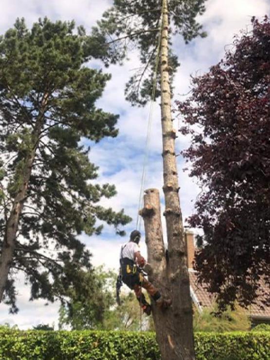 Elagage et abattage d'arbres à Arras