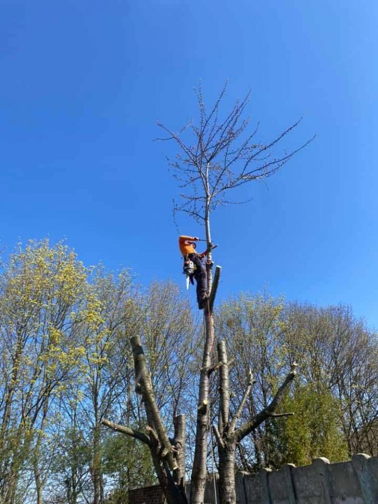 Démontage d'un cerisier à Lens