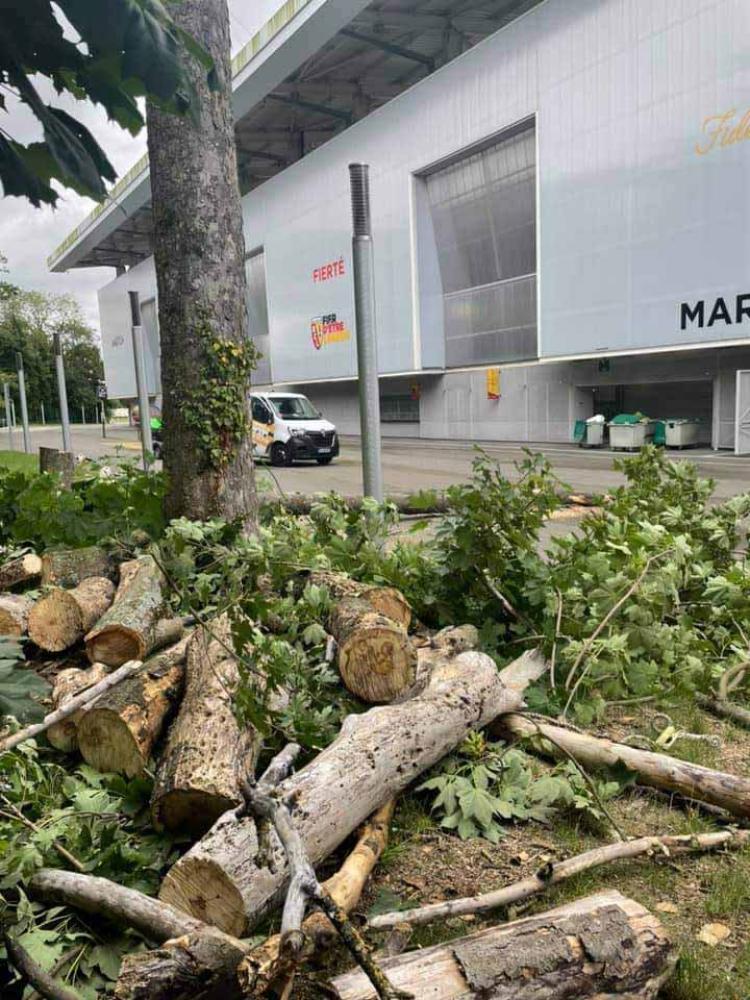 Elagage du stade Bollaert à Lens