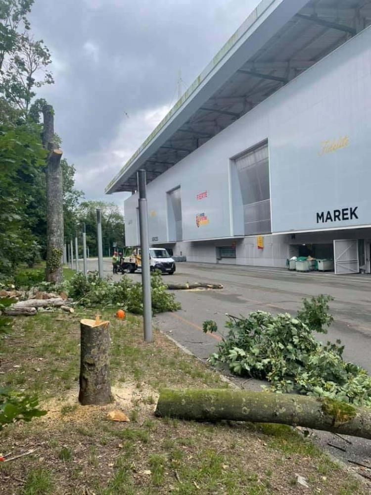 Elagage du stade Bollaert à Lens