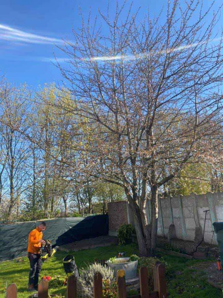 Démontage d'un cerisier à Douai